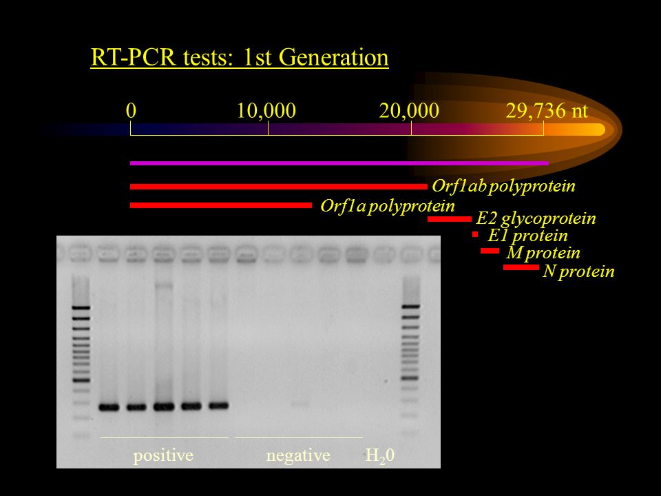 010,00020,00029,736 nt Orf1a polyprotein Orf1ab polyprotein E2 glycoprotein E1 protein M protein N protein RT-PCR tests: 1st Generation positivenegativeH20H20