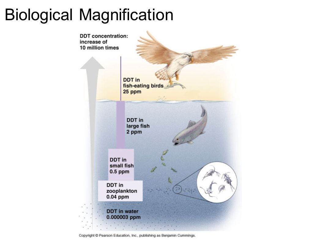 Biological Magnification