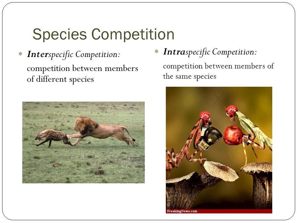 Species Interactions By Sarah Cameron. Species Competition Interspecific  Competition: competition between members of different species Intraspecific  Competition: - ppt download
