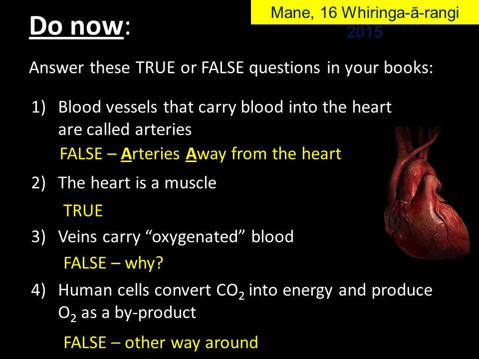 Answer these TRUE or FALSE questions in your books: 1)Blood vessels that carry blood into the heart are called arteries 2)The heart is a muscle 3)Veins carry oxygenated blood 4)Human cells convert CO 2 into energy and produce O 2 as a by-product FALSE – Arteries Away from the heart TRUE FALSE – why.