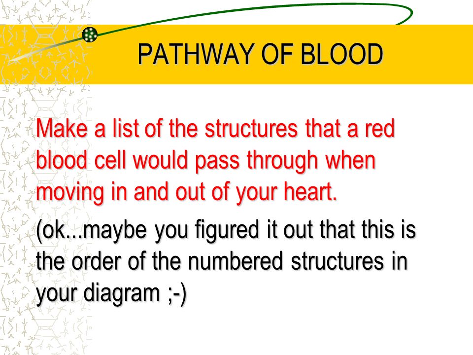 PATHWAY OF BLOOD Make a list of the structures that a red blood cell would pass through when moving in and out of your heart.