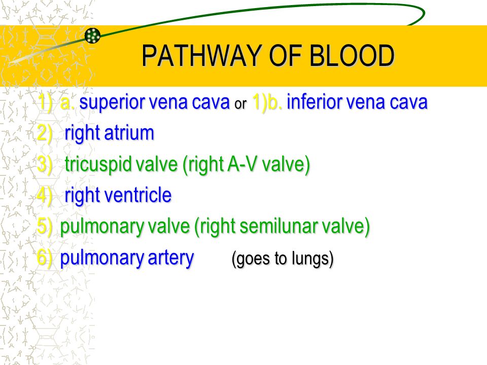 PATHWAY OF BLOOD 1) a. superior vena cava or 1)b.
