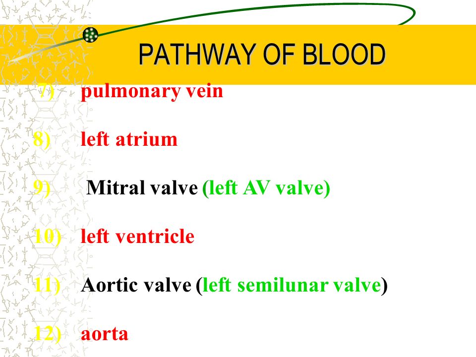 PATHWAY OF BLOOD 7)pulmonary vein 8) left atrium 9) Mitral valve (left AV valve) 10) left ventricle 11) Aortic valve (left semilunar valve) 12) aorta