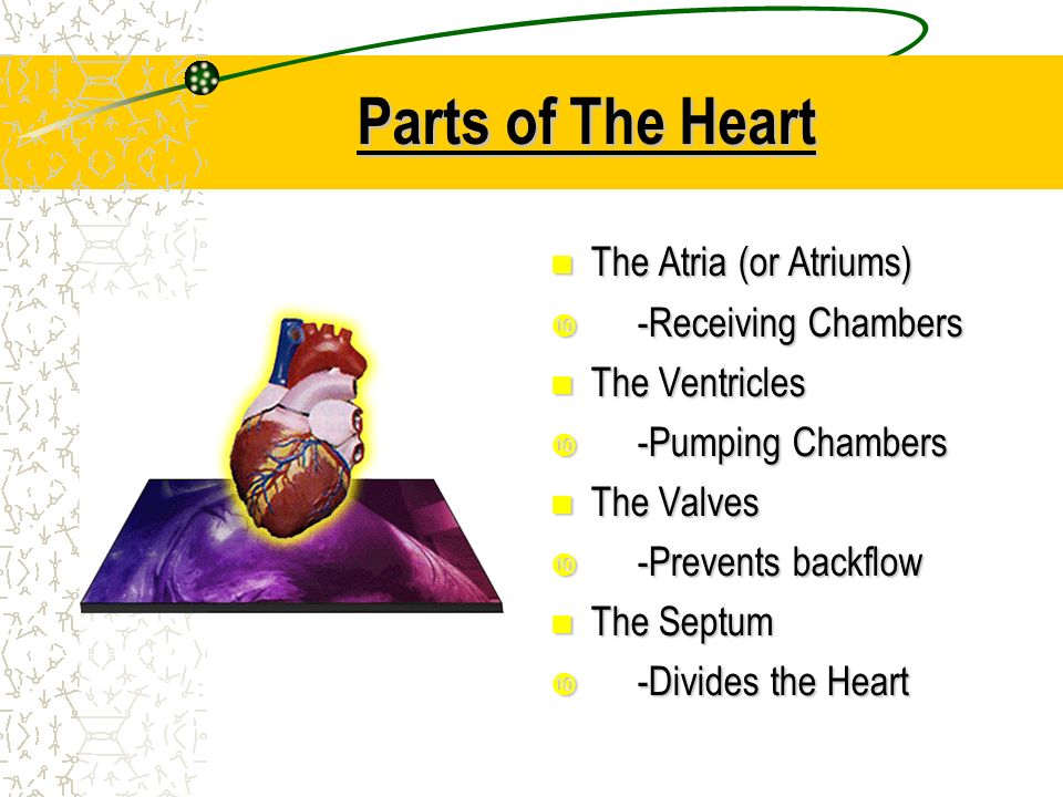 Parts of The Heart The Atria (or Atriums) The Atria (or Atriums)  -Receiving Chambers The Ventricles The Ventricles  -Pumping Chambers The Valves The Valves  -Prevents backflow The Septum The Septum  -Divides the Heart
