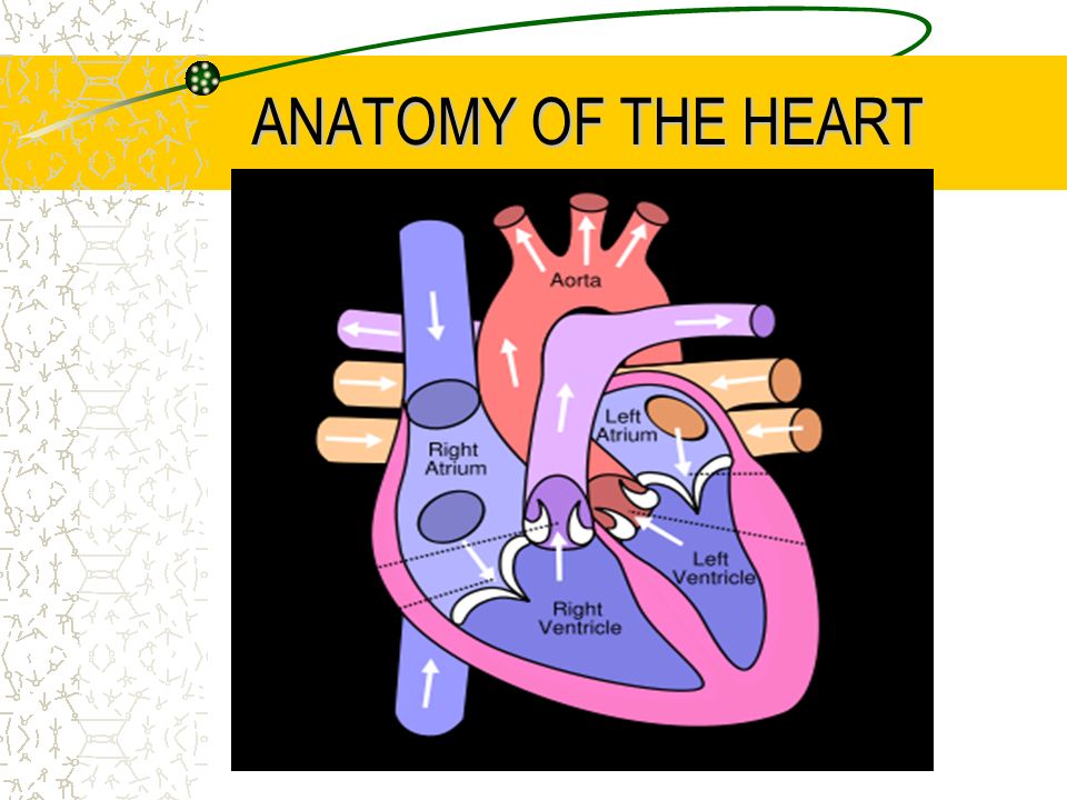 ANATOMY OF THE HEART