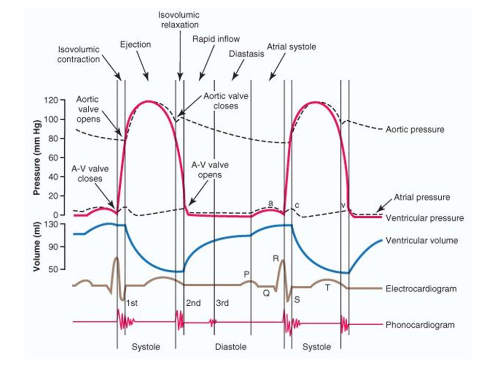Cardiac Cycle Dr Shafali Singh Ppt Video Online Download