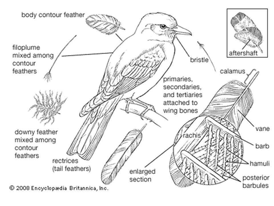 Расположение контурных перьев на теле птицы. Хвост птицы. Анатомия птиц для художников. Тело птицы рисунок. Types of Feathers.