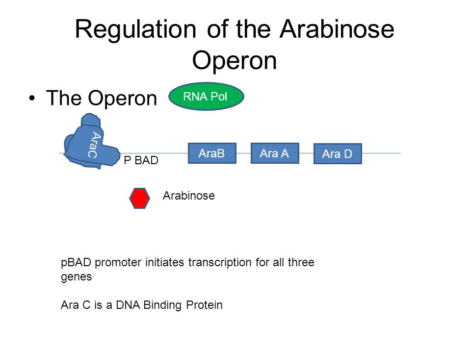 The Arabinose Operon Gene Regulation. Why Gene Regulation? Developmental  Changes Cell Specialization Adaptation to the environment Prevents creation  of. - ppt download