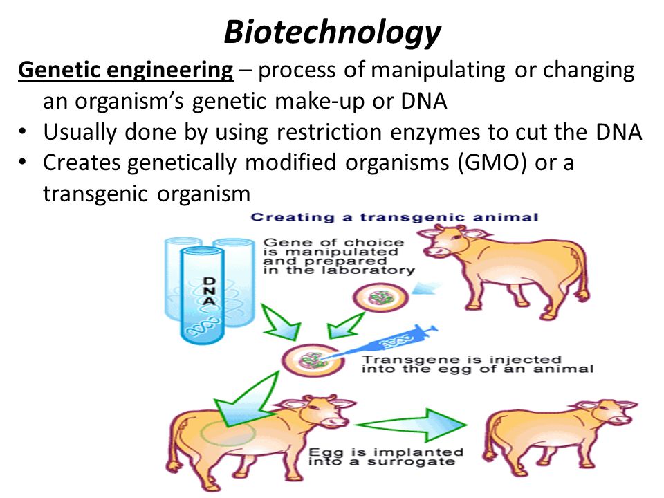 Biotechnology Genetic engineering - process of manipulating or changing an ...