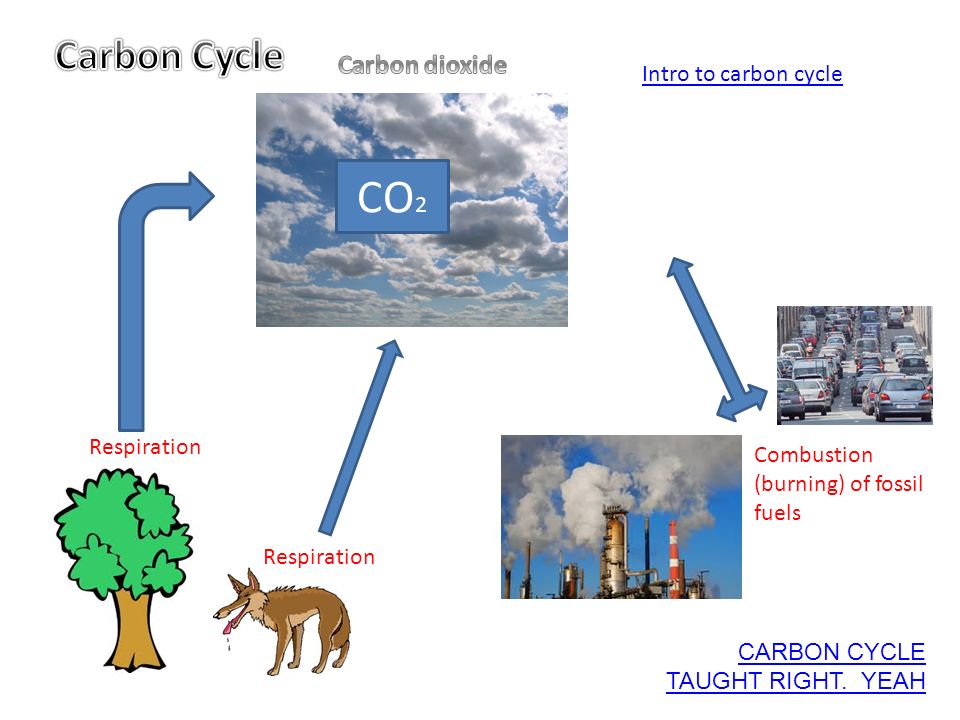 combustion respiration