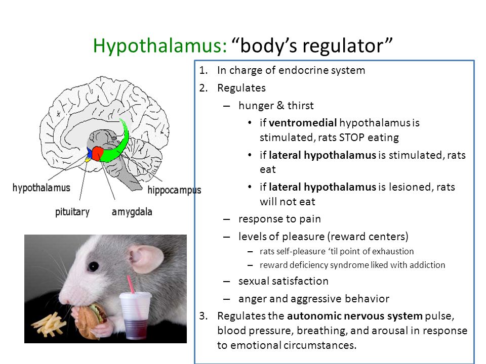Damage To Temporal Lobes Can Lead To Disturbance Of Language Comprehension Altered Sexual Behavior Increase Or Decrease Sex Drive Difficulty In Recognizing Ppt Download