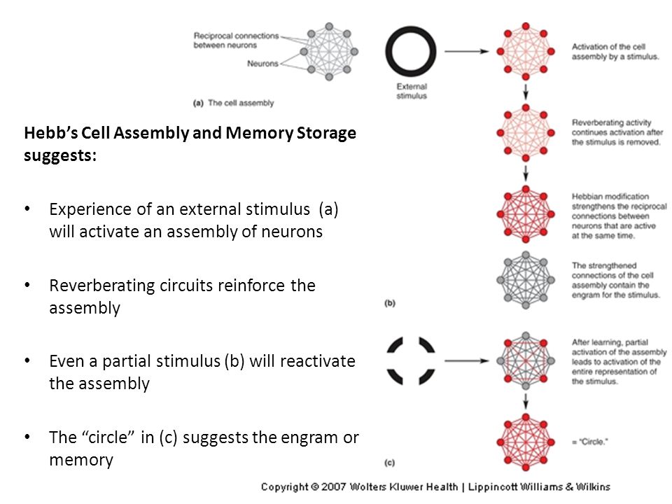 Hebb’s Cell Assembly and Memory Storage suggests: Experience of an external stimulus (a) will activate an assembly of neurons Reverberating circuits reinforce the assembly Even a partial stimulus (b) will reactivate the assembly The circle in (c) suggests the engram or memory