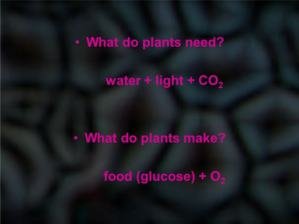 What do plants need water + light + CO 2 What do plants make food (glucose) + O 2