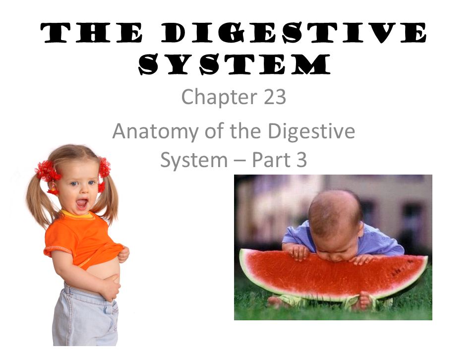 The Digestive System Chapter 23 Anatomy of the Digestive System – Part 3