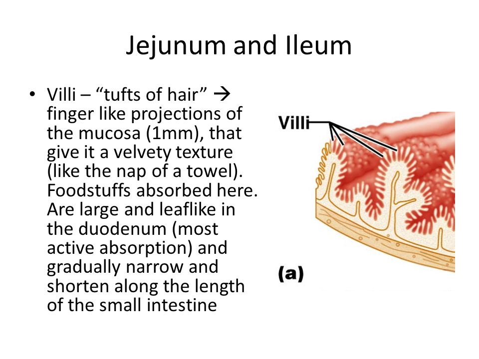 Jejunum and Ileum Villi – tufts of hair  finger like projections of the mucosa (1mm), that give it a velvety texture (like the nap of a towel).