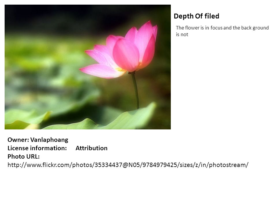 Depth Of filed The flower is in focus and the back ground is not Owner: Vanlaphoang License information: Attribution Photo URL:
