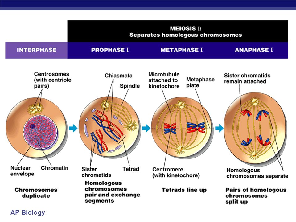 Meiosis Sexual Reproduction Ppt Video Online Download