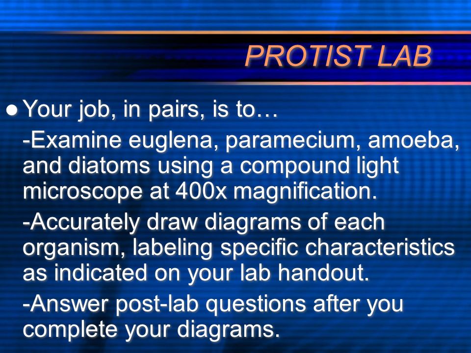 PROTIST LAB Your job, in pairs, is to… -Examine euglena, paramecium, amoeba, and diatoms using a compound light microscope at 400x magnification.