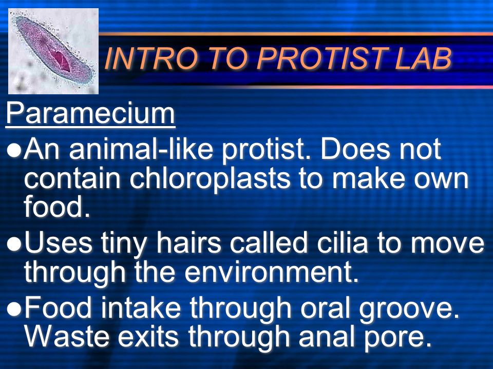 INTRO TO PROTIST LAB Paramecium An animal-like protist.