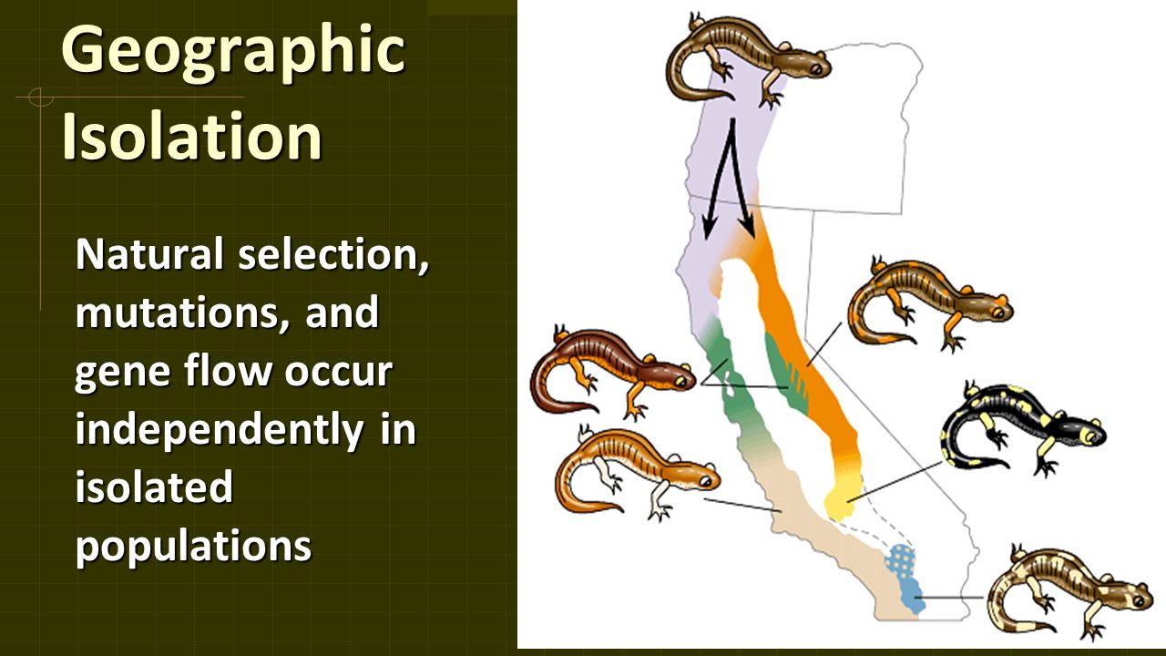 Geographic Isolation Natural selection, mutations, and gene flow occur independently in isolated populations