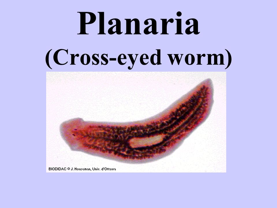 Planaria (Cross-eyed worm)
