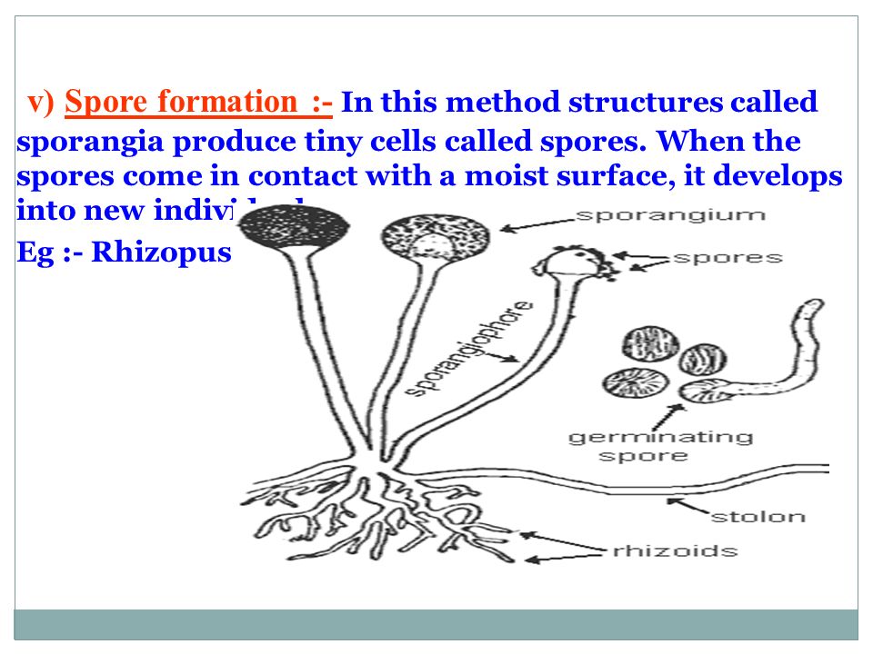 Fide etki marul  REPRODUCTION IN LIVING THINGS Chapter7. Reproduction in living things Modes  of Reproduction Asexual Reproduction Sexual Reproduction Vegetative  Reproduction. - ppt download