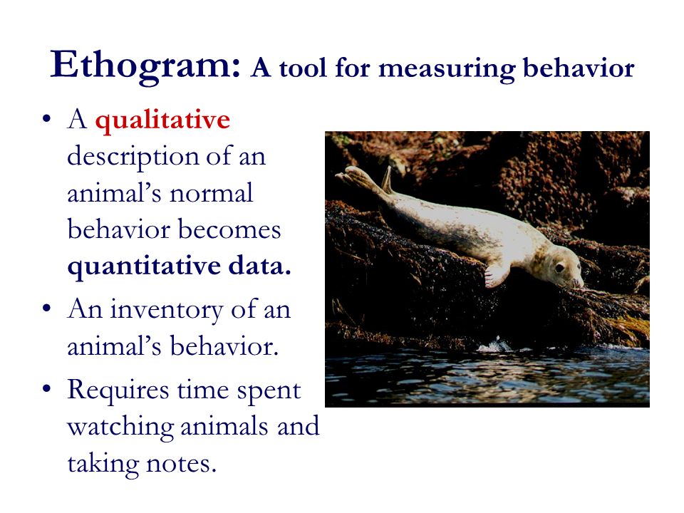 Ethograms: Measuring Behavior. Importance of Observation Initially,  questions about animal behavior come from observations. You must understand  your study. - ppt download