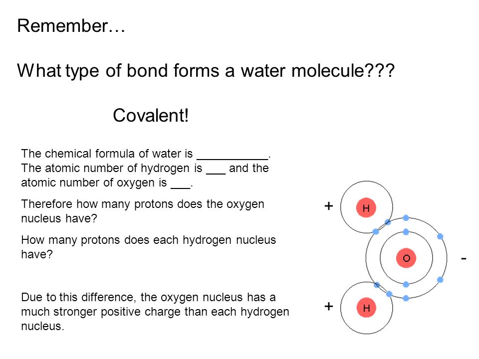 Remember… What type of bond forms a water molecule .