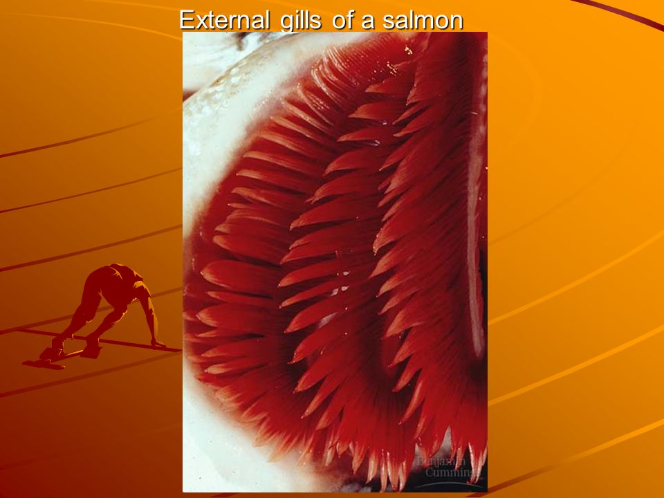 External gills of a salmon