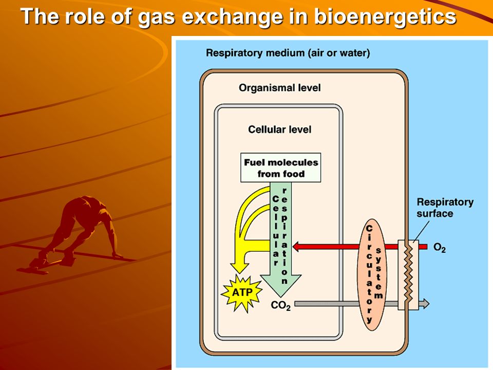 The role of gas exchange in bioenergetics