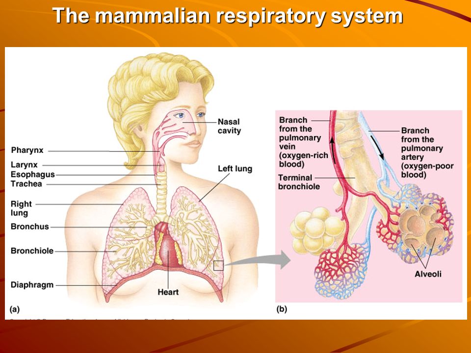 The mammalian respiratory system