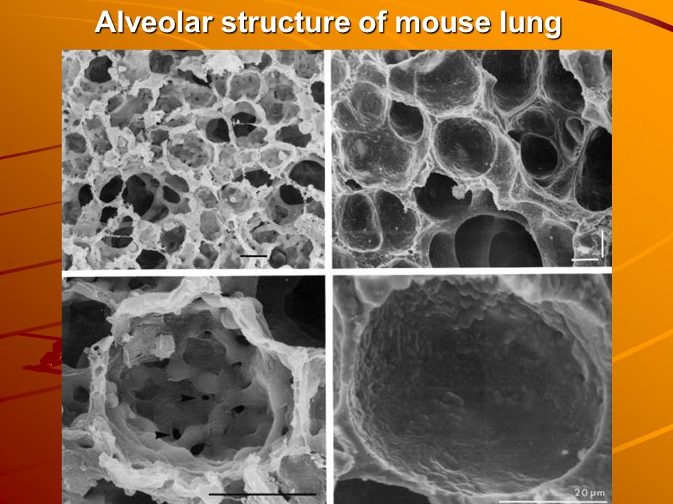 Alveolar structure of mouse lung Alveolar structure of mouse lung