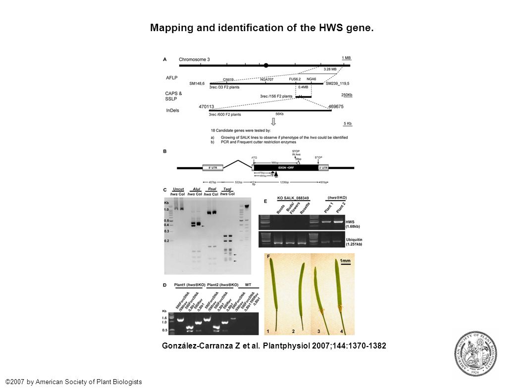 Mapping and identification of the HWS gene. González-Carranza Z et al.