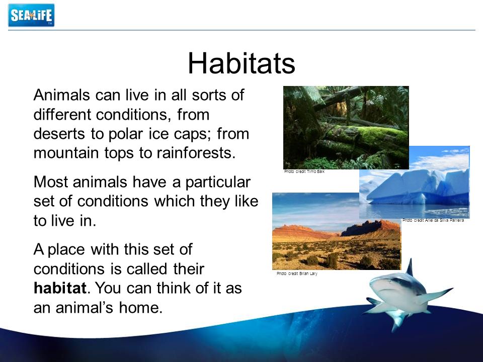 We should animals habitats. Habitats на английском. Habitat перевод. Different animal Habitats. Habitats for animals.