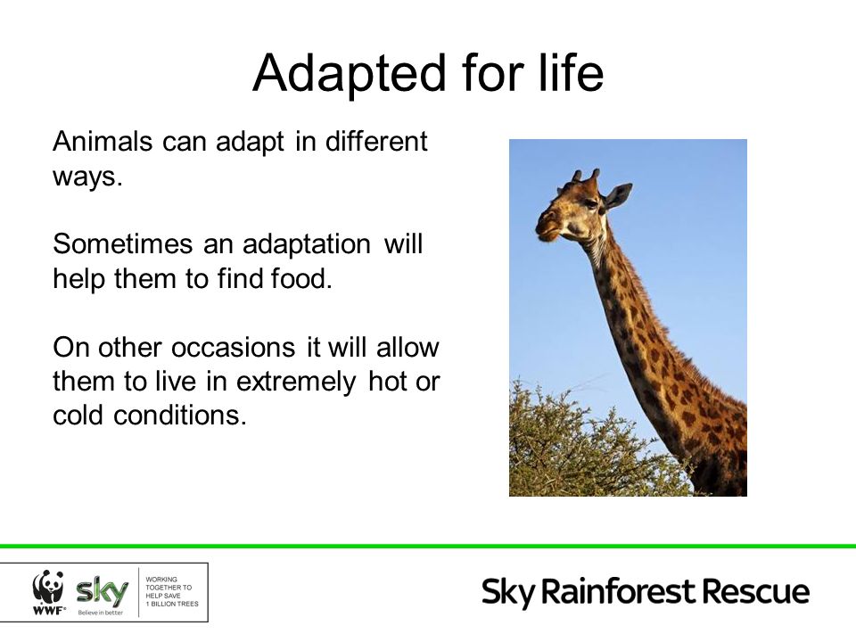 Science. Adapted for life Animals can live in all sorts of different areas,  from deserts to rainforests. Most animals have a particular set of  conditions. - ppt download