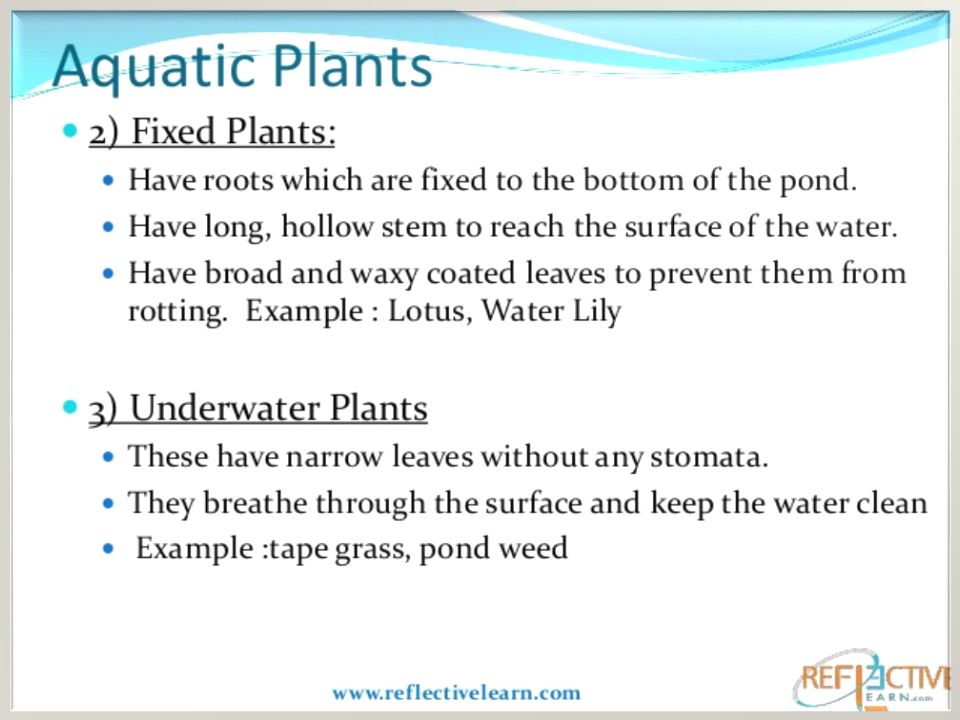 ADAPTATION IN terrestrial PLANTS AND ANIMALS - ppt video online download
