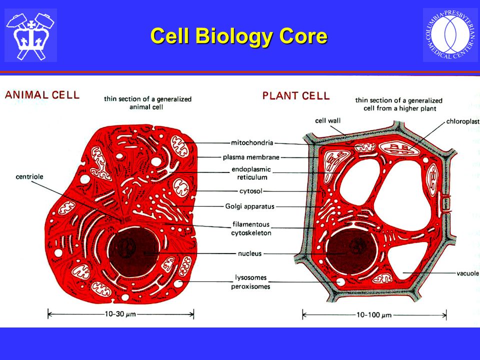 Cell Biology Core