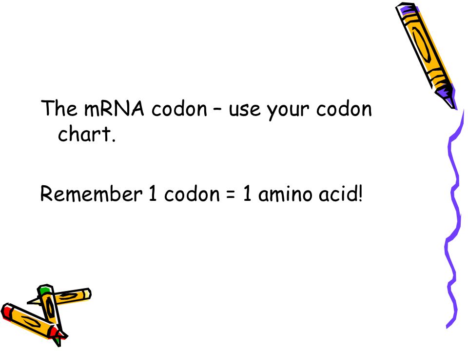 Use Your Codon Chart To Determine The Amino Acid Sequence