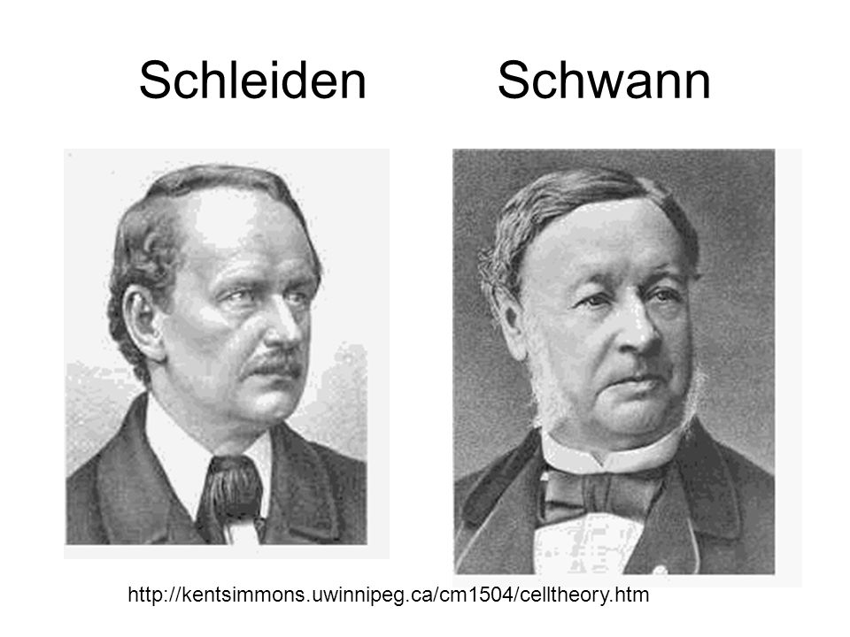 Resultado de imagen de Schleiden y Schwann