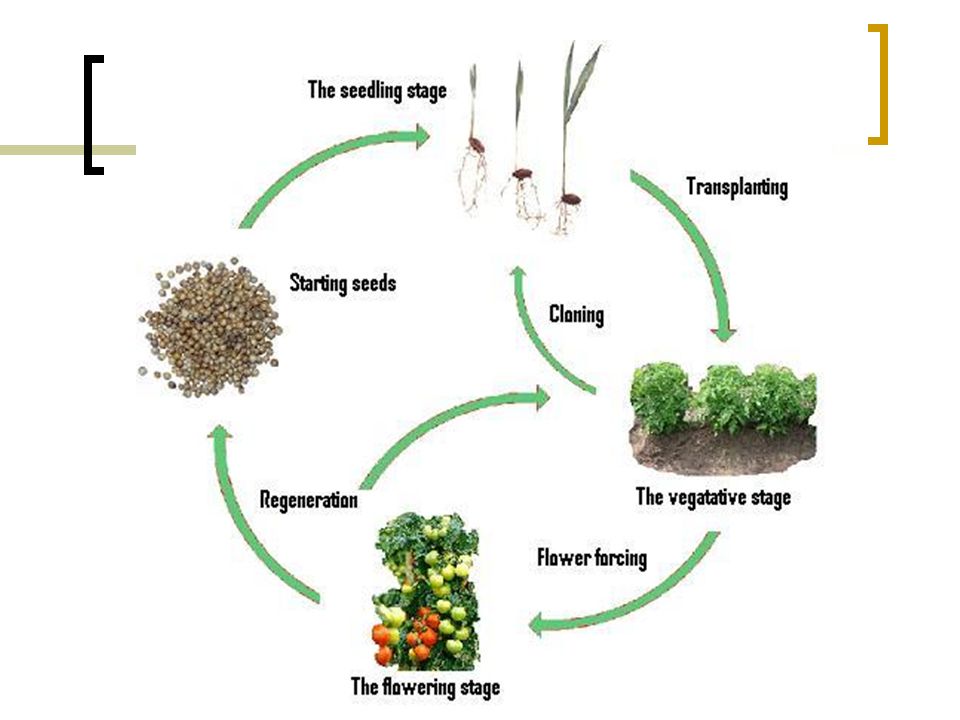 Plant cycle. Plant Life Cycle. Plant Seeds Cycle. Жизненный цикл растения 1 класс окружающий мир. Tree Life Cycle.