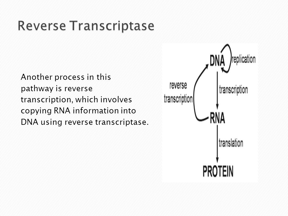 Another process in this pathway is reverse transcription, which involves copying RNA information into DNA using reverse transcriptase.