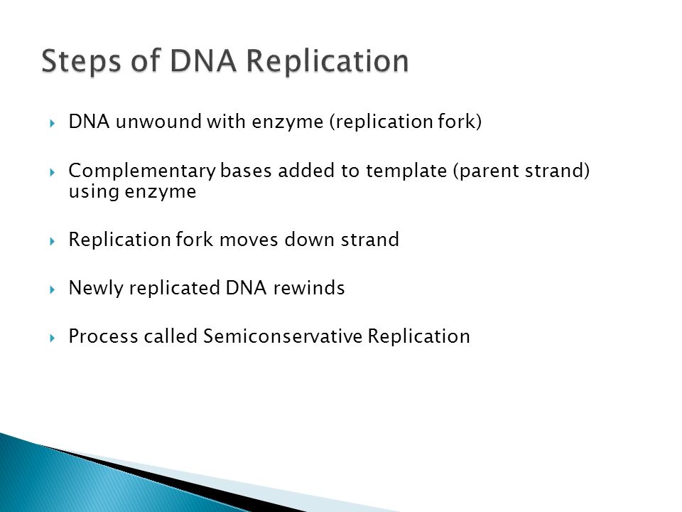  DNA unwound with enzyme (replication fork)  Complementary bases added to template (parent strand) using enzyme  Replication fork moves down strand  Newly replicated DNA rewinds  Process called Semiconservative Replication