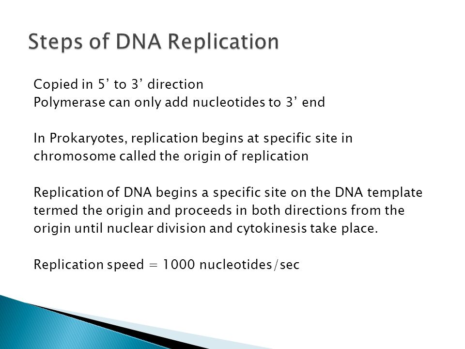 Copied in 5’ to 3’ direction Polymerase can only add nucleotides to 3’ end In Prokaryotes, replication begins at specific site in chromosome called the origin of replication Replication of DNA begins a specific site on the DNA template termed the origin and proceeds in both directions from the origin until nuclear division and cytokinesis take place.