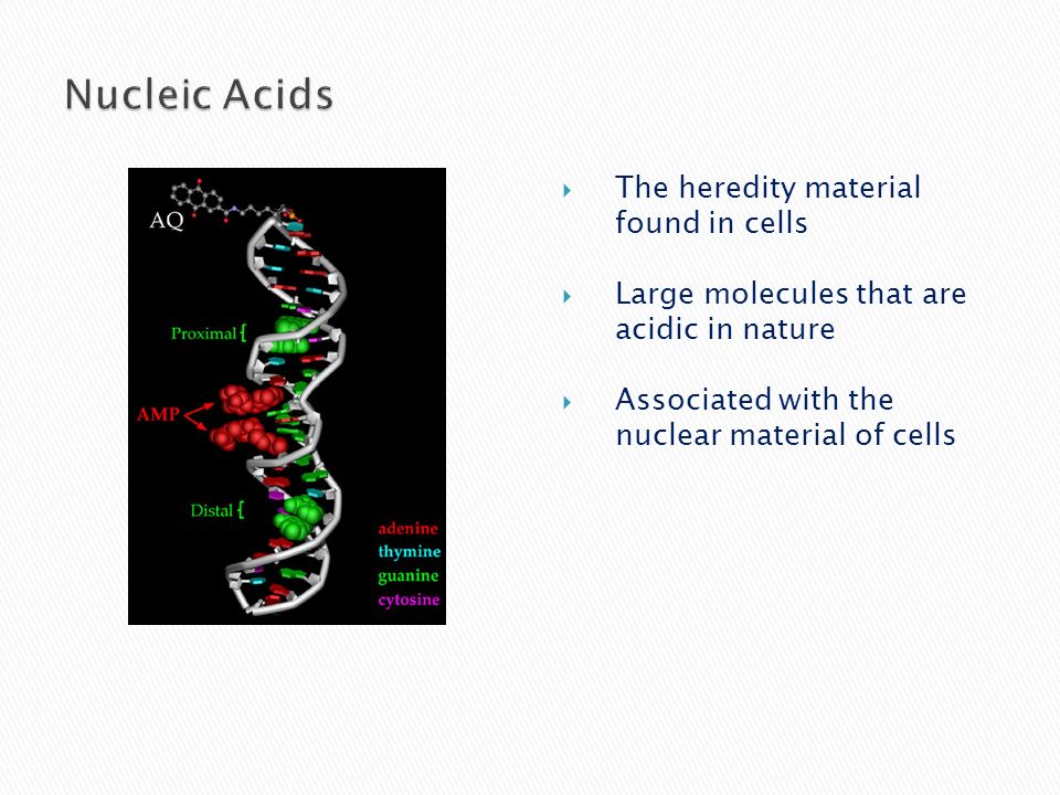  The heredity material found in cells  Large molecules that are acidic in nature  Associated with the nuclear material of cells