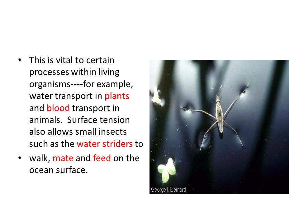 This is vital to certain processes within living organisms----for example, water transport in plants and blood transport in animals.