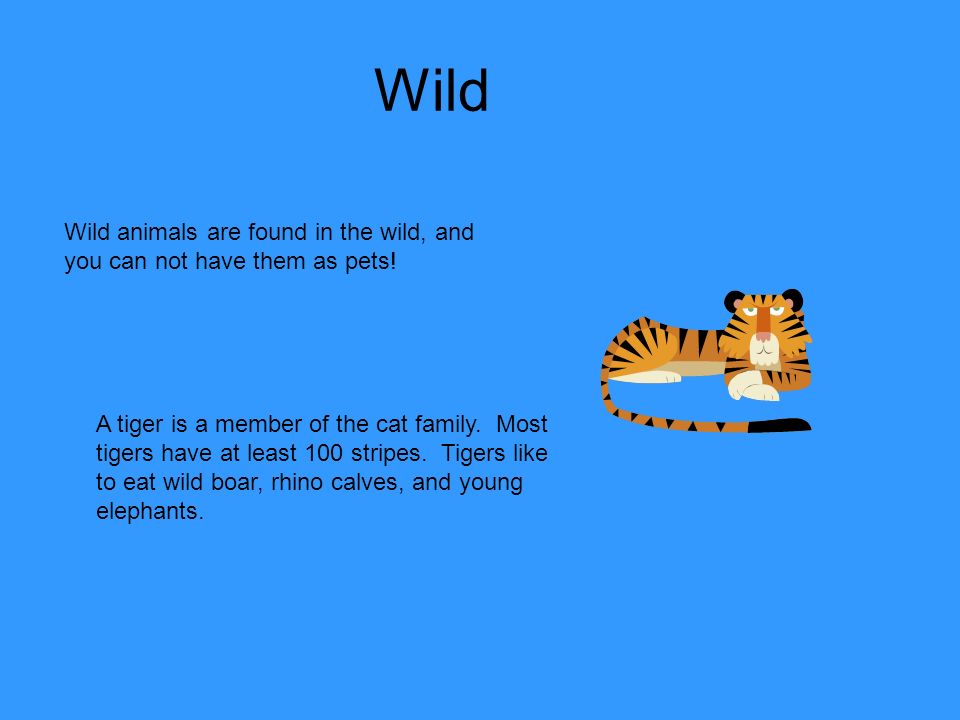 Student Sample My First Animal Slide Show. Domestic Domestic animals are  animals that you can have as a pet. This is a cat. It has four legs,  whiskers, - ppt download