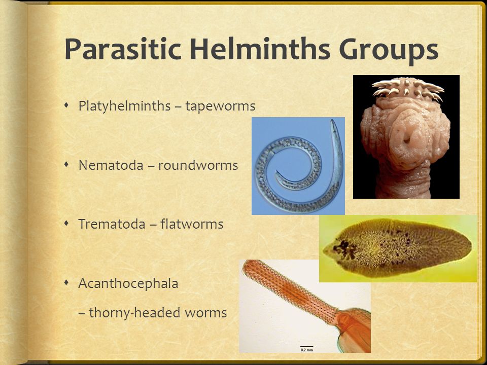 parasitic helminth facts