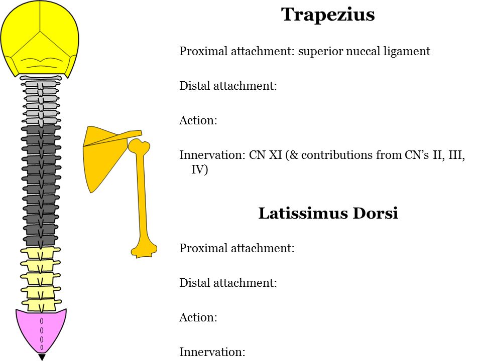 Trapezius Proximal attachment: superior nuccal ligament Distal attachment: Action: Innervation: CN XI (& contributions from CN’s II, III, IV) Latissimus Dorsi Proximal attachment: Distal attachment: Action: Innervation: