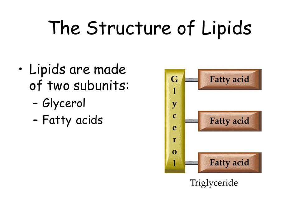 6 3 Structure Of Lipids Chapter 6 The Chemistry Of Life Section 6 3 P Ppt Download