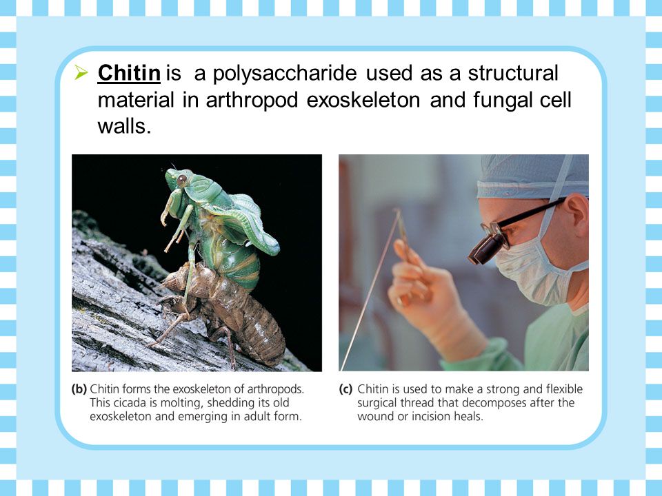  Chitin is a polysaccharide used as a structural material in arthropod exoskeleton and fungal cell walls.